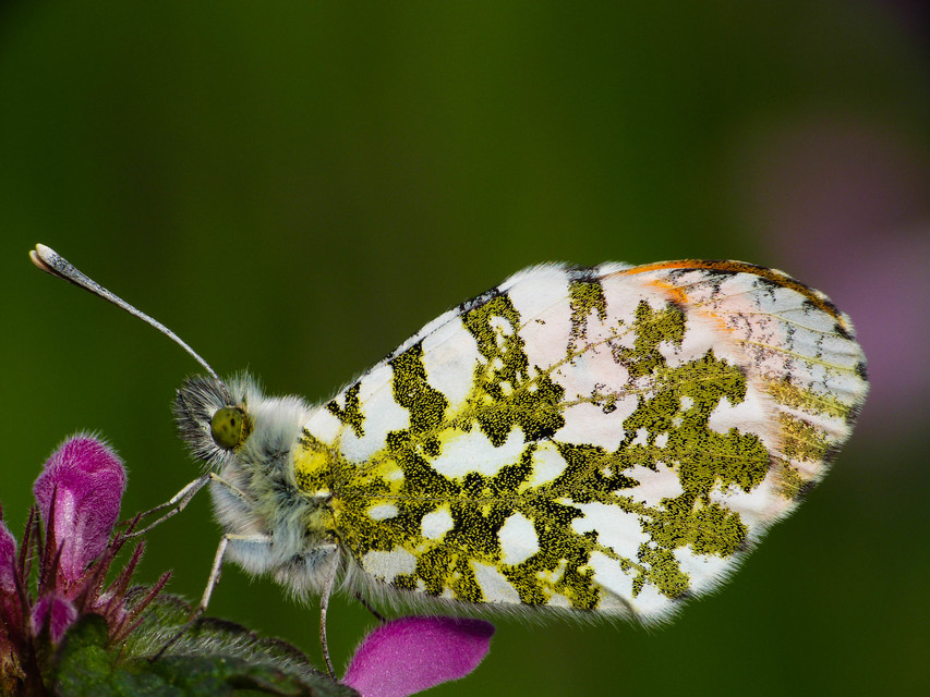 Anthocharis cardamines - hajnalpírlepke