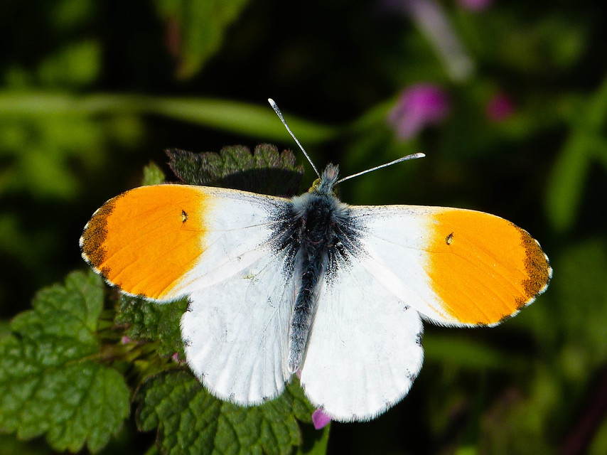 Anthocharis cardamines - hajnalpírlepke