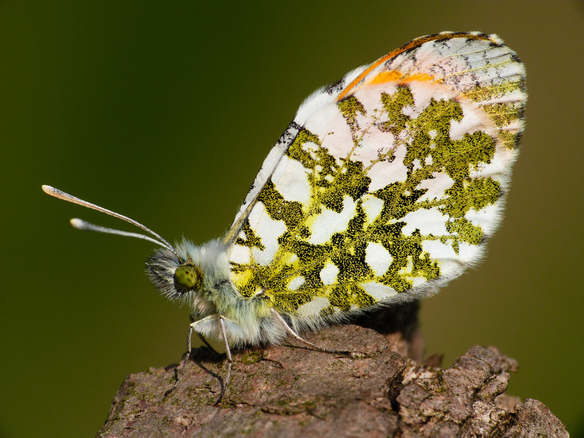 Anthocharis cardamines - hajnalpírlepke