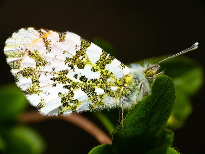 Anthocharis cardamines - hajnalpírlepke