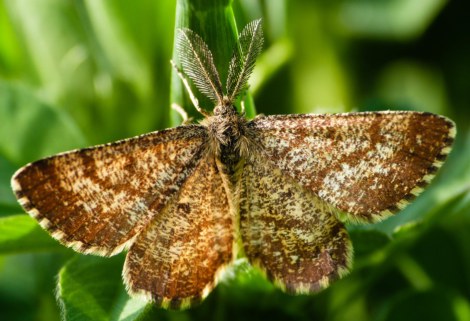 Ematurga atomaria - barna rétiaraszoló