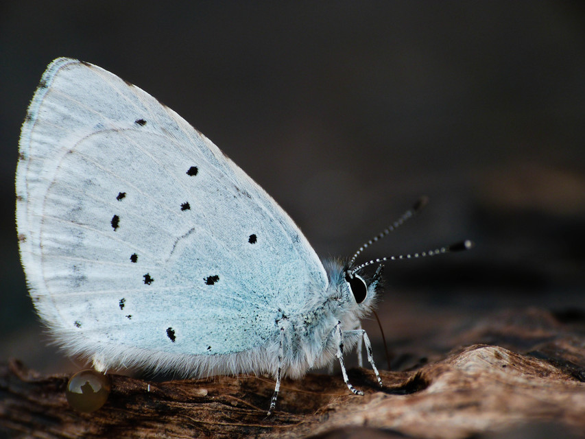Celastrina argiolus - bengeboglárka