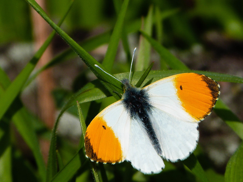 Anthocharis cardamines - hajnalpírlepke