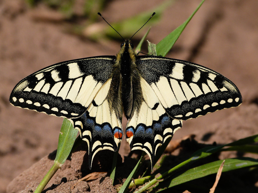 Papilio machaon - fecskefarkú lepke