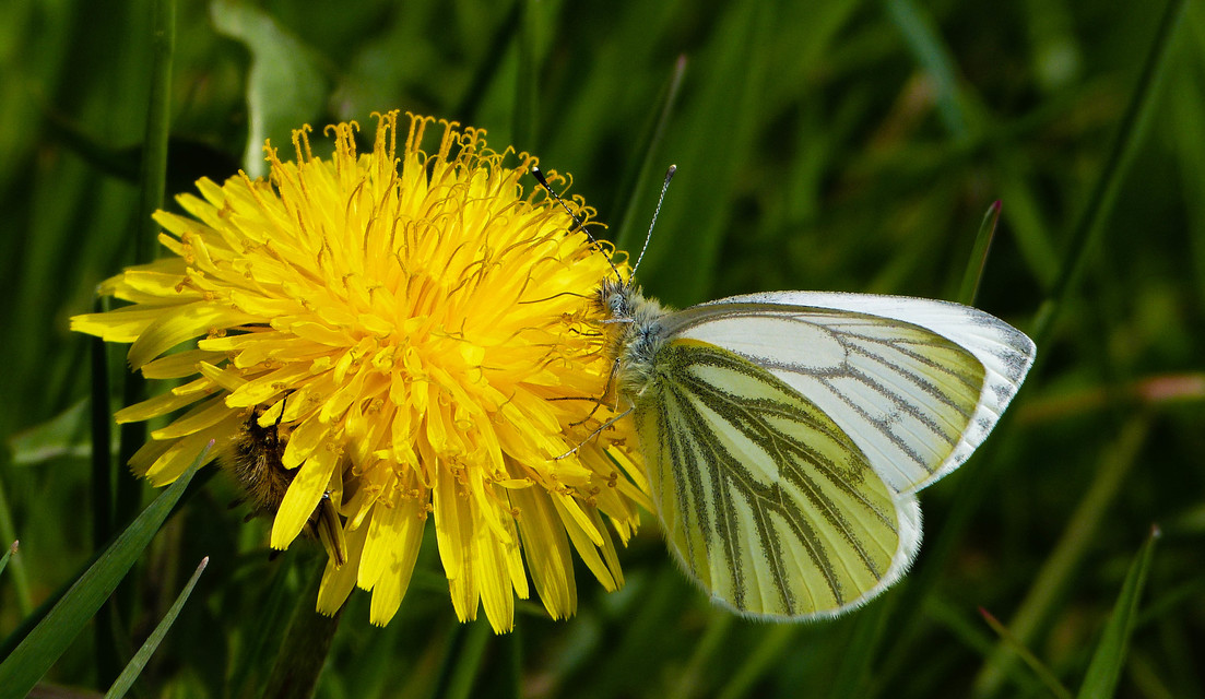 Pieris napi - repcelepke