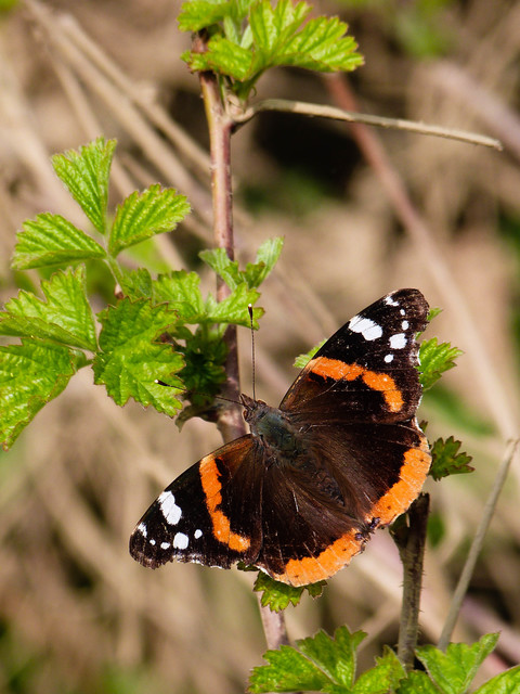 Vanessa atalanta - atalantalepke