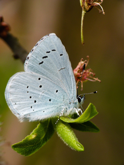 Celastrina argiolus - bengeboglárka
