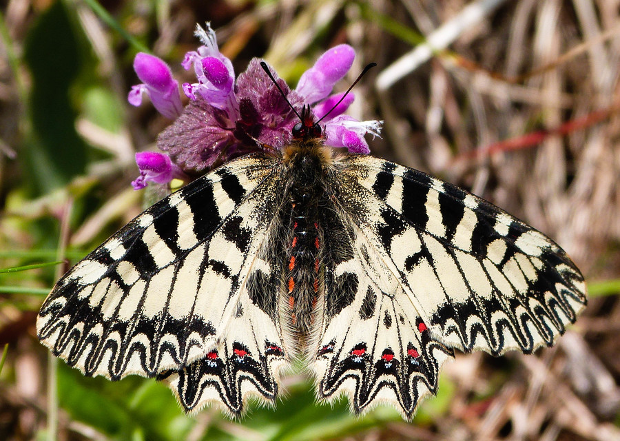 Zerynthia polyxena - farkasalmalepke