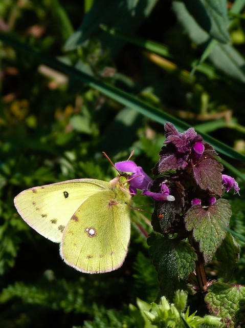 Colias erate - csángó-kéneslepke