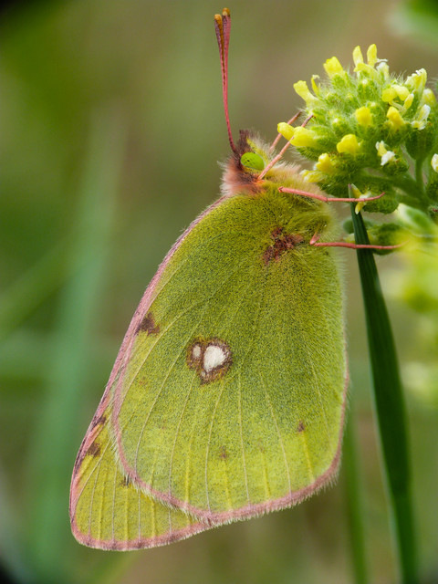 Colias erate - csángó-kéneslepke