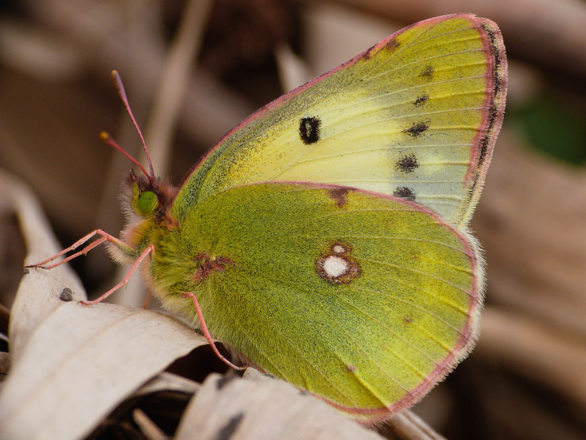 Colias erate - csángó-kéneslepke