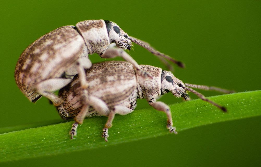 Peritelus familiaris - nagy kendermagbogár
