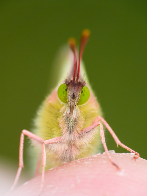 Colias erate - csángó-kéneslepke