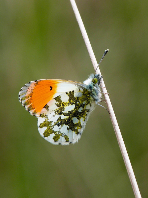Anthocharis cardamines - hajnalpírlepke