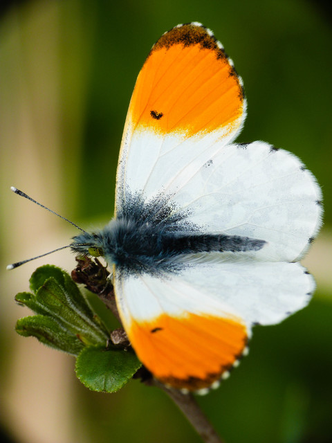 Anthocharis cardamines - hajnalpírlepke