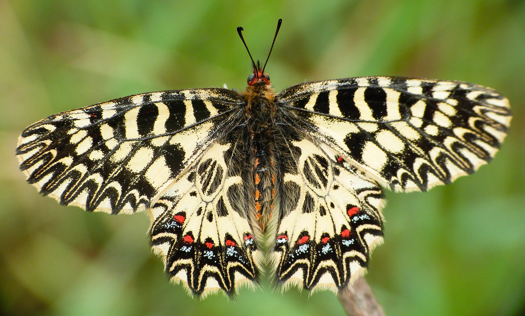 Zerynthia polyxena - farkasalmalepke