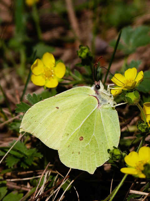 Gonepteryx rhamni - citromlepke