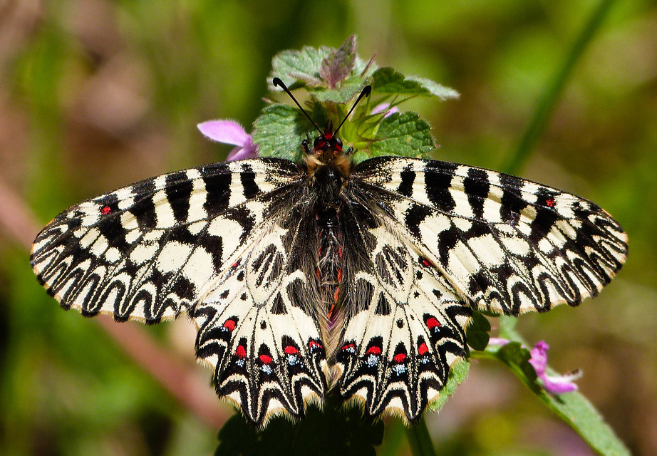 Zerynthia polyxena - farkasalmalepke