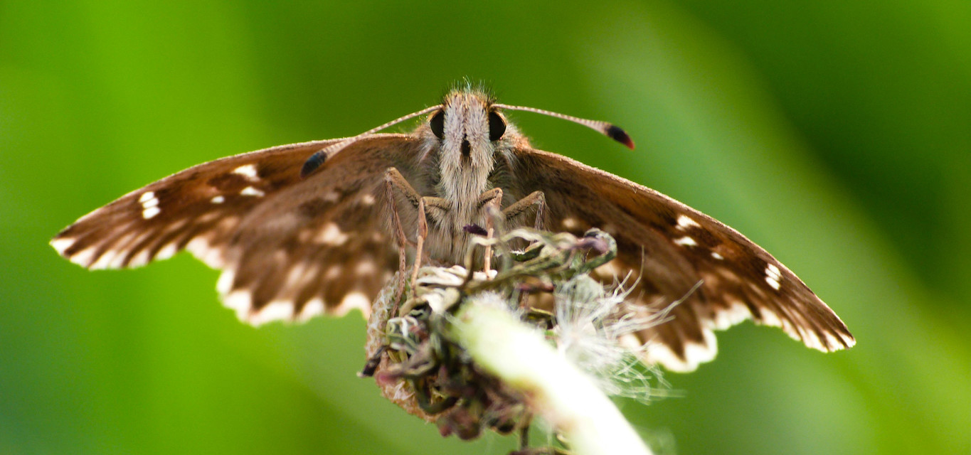 Carcharodus alceae - mályva-busalepke