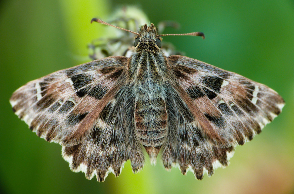 Carcharodus alceae - mályva-busalepke