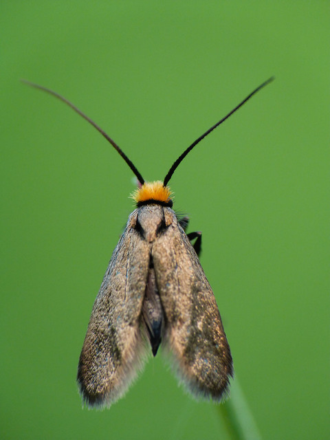 Cauchas rufifrontella - vöröshomlokú tőrösmoly