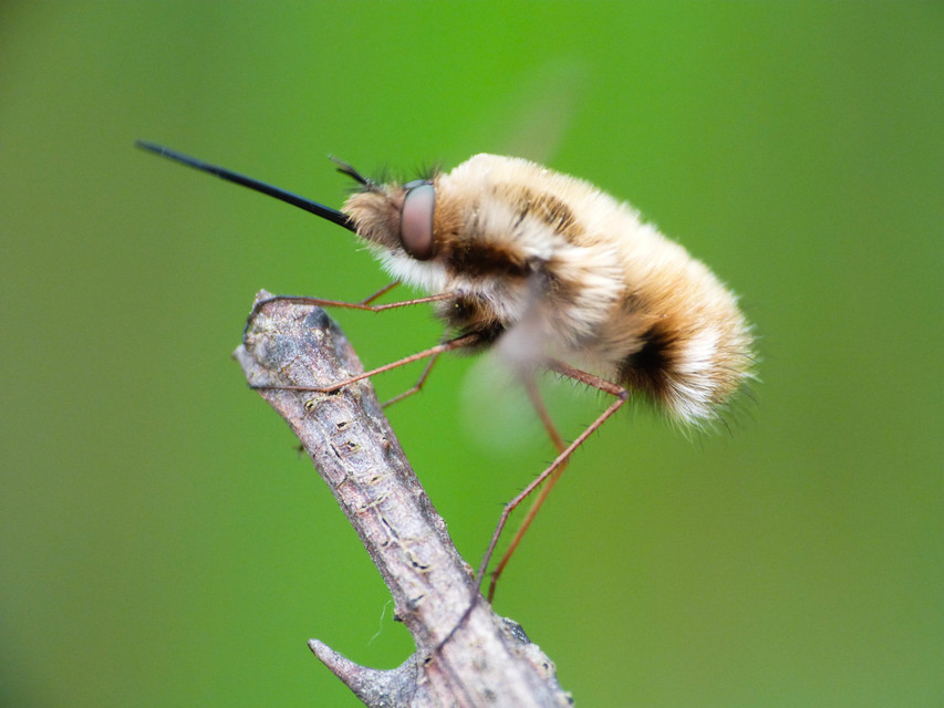 Bombylius major - szegélyes pöszörlégy