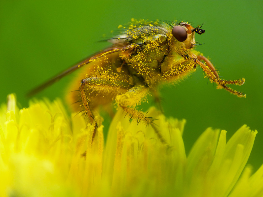 Scathophaga stercoraria - közönséges trágyalégy