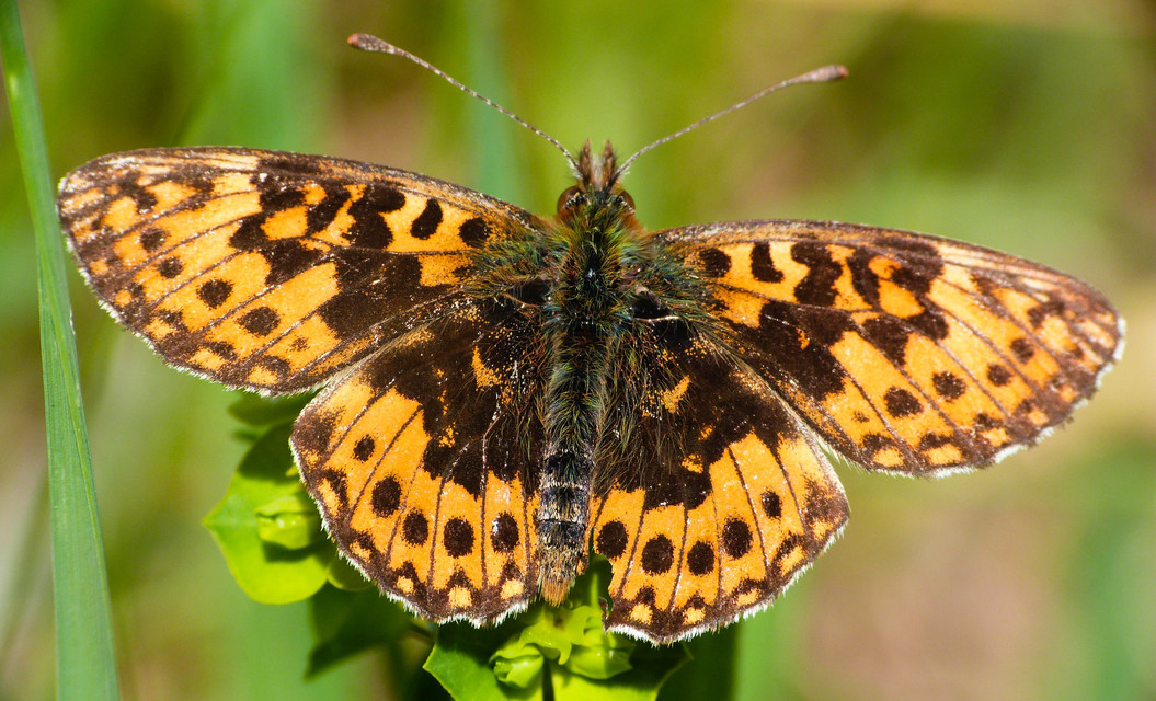 Boloria dia - kis gyöngyházlepke