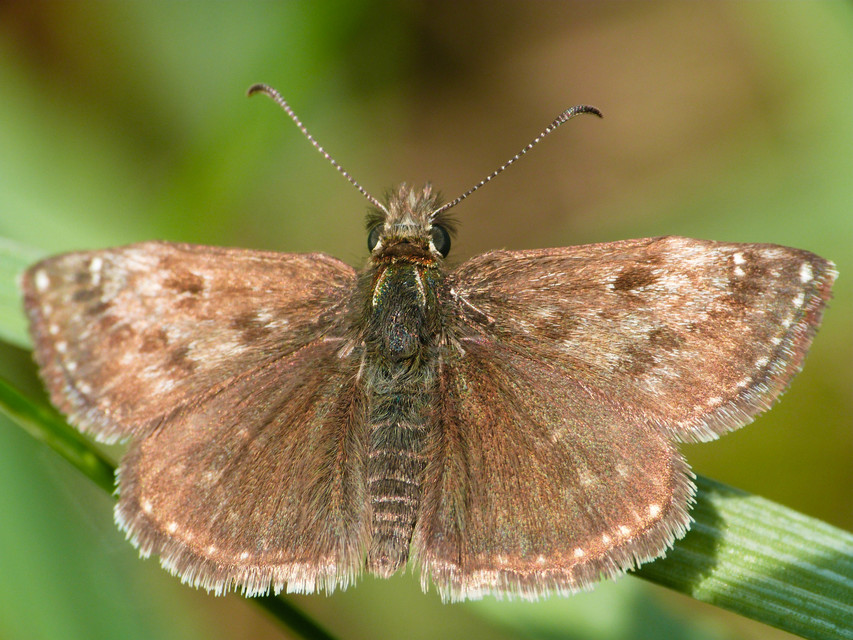 Erynnis tages - cigánylepke