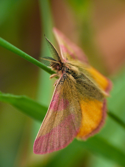 Lythria cruentaria - bíborcsíkos araszoló
