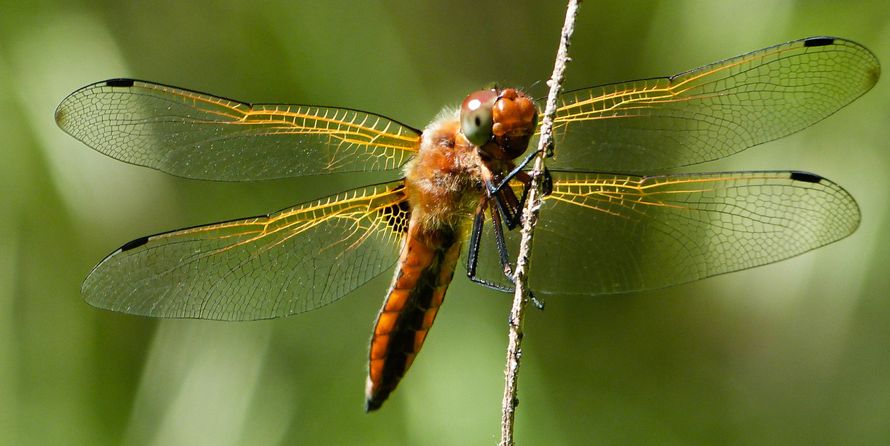 Libellula fulva - kisfoltos laposacsa