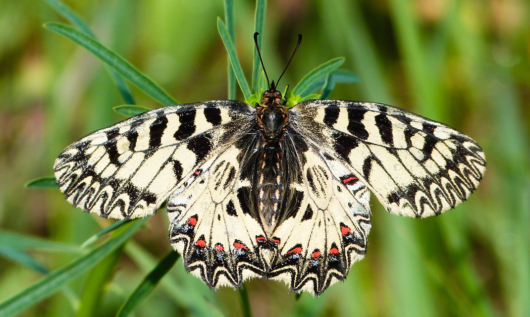 Zerynthia polyxena - farkasalmalepke