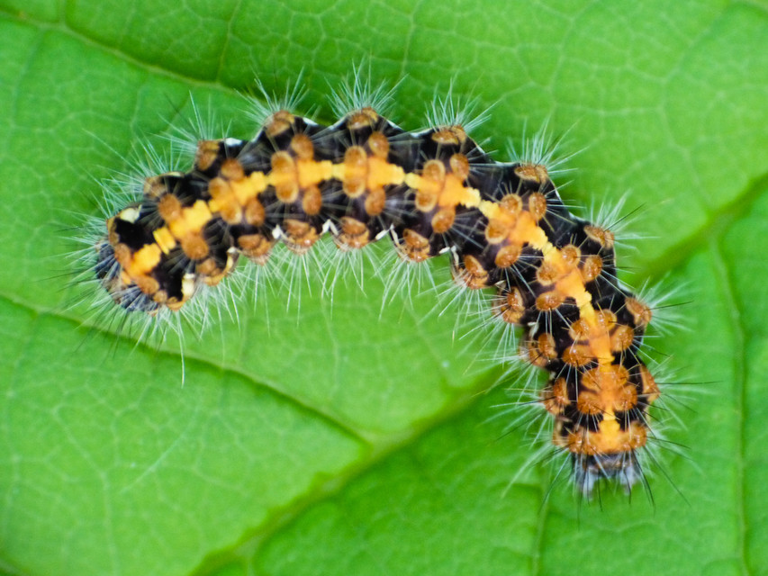 Euplagia quadripunctaria - csíkos medvelepke