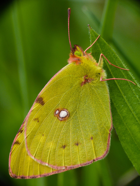 Colias croceus - sáfránylepke