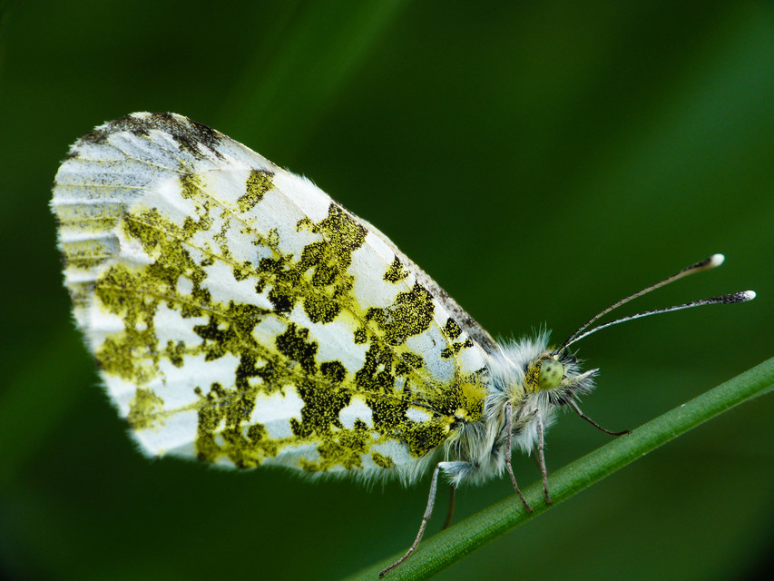 Anthocharis cardamines - hajnalpírlepke