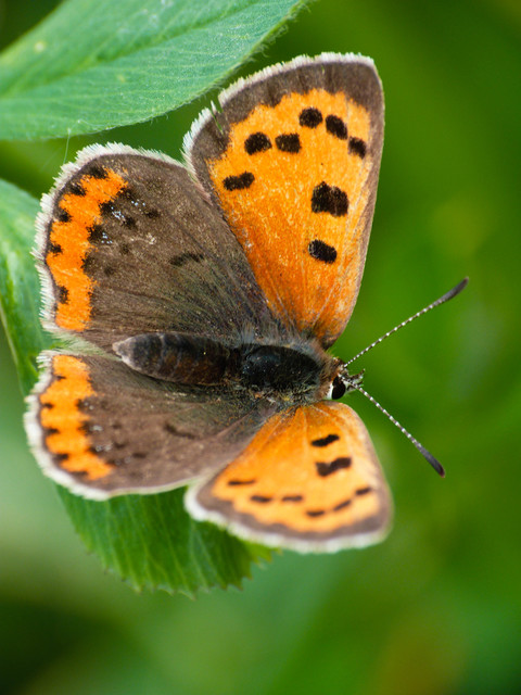 Lycaena phlaeas - közönséges tűzlepke