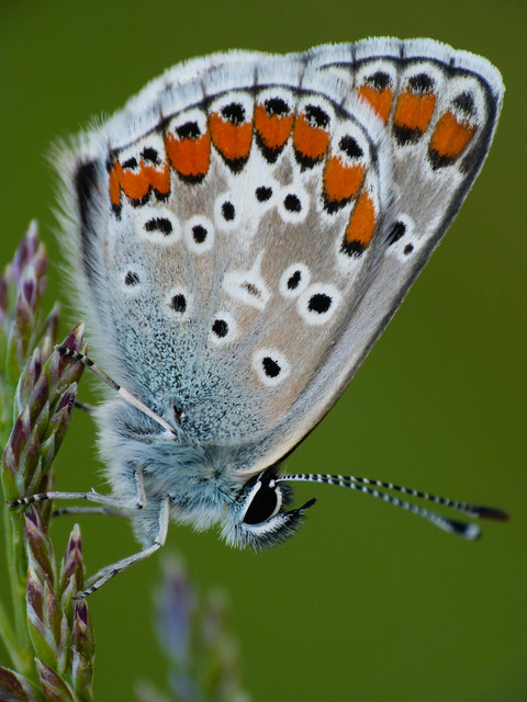 Aricia agestis - szerecsenboglárka