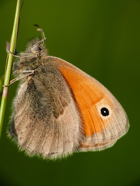 Coenonympha pamphilus - kis szénalepke