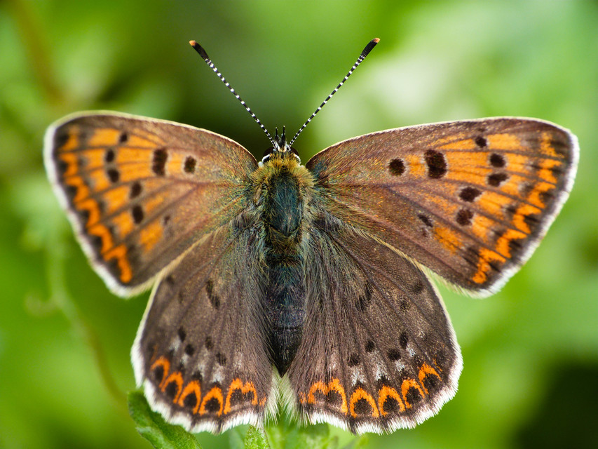 Lycaena tityrus - barna tűzlepke