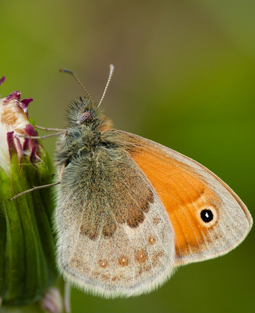 Coenonympha pamphilus - kis szénalepke