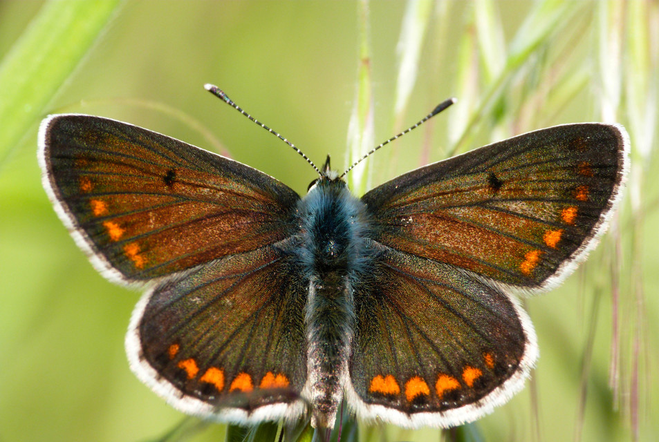 Aricia agestis - szerecsenboglárka