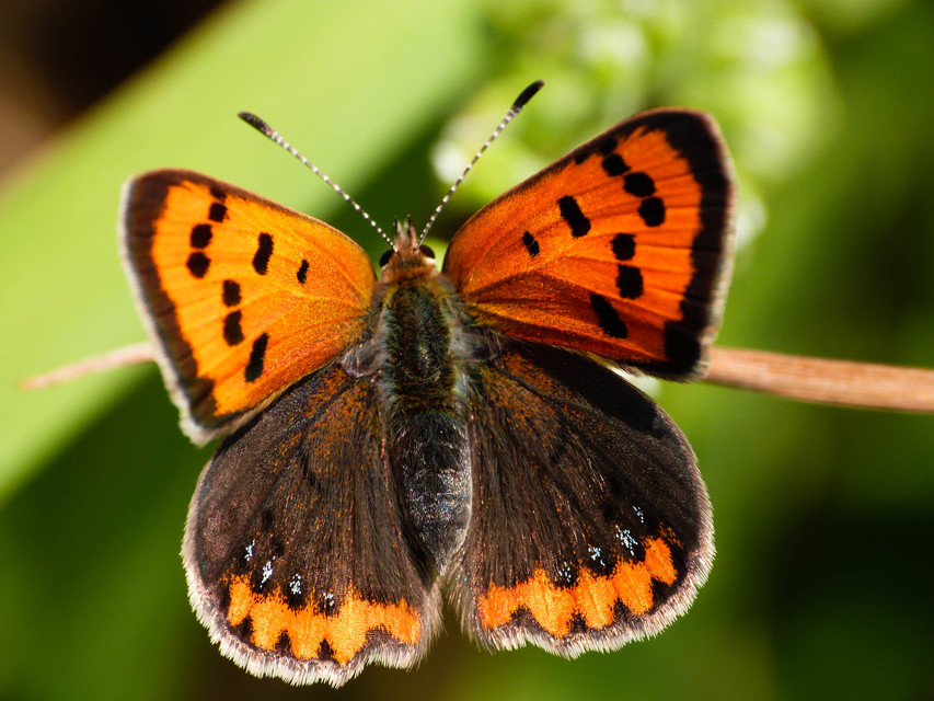 Lycaena phlaeas - közönséges tűzlepke