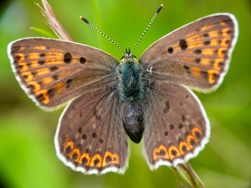 Lycaena tityrus - barna tűzlepke