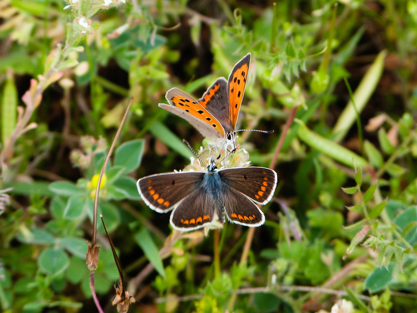 Lycaena phlaeas - közönséges tűzlepke