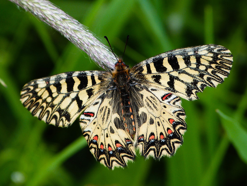 Zerynthia polyxena - farkasalmalepke