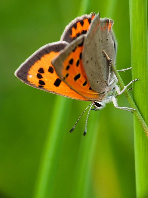 Lycaena phlaeas - közönséges tűzlepke