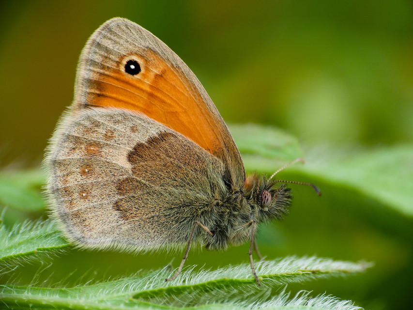 Coenonympha pamphilus - kis szénalepke