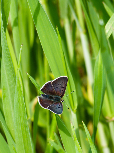 Lycaena tityrus - barna tűzlepke