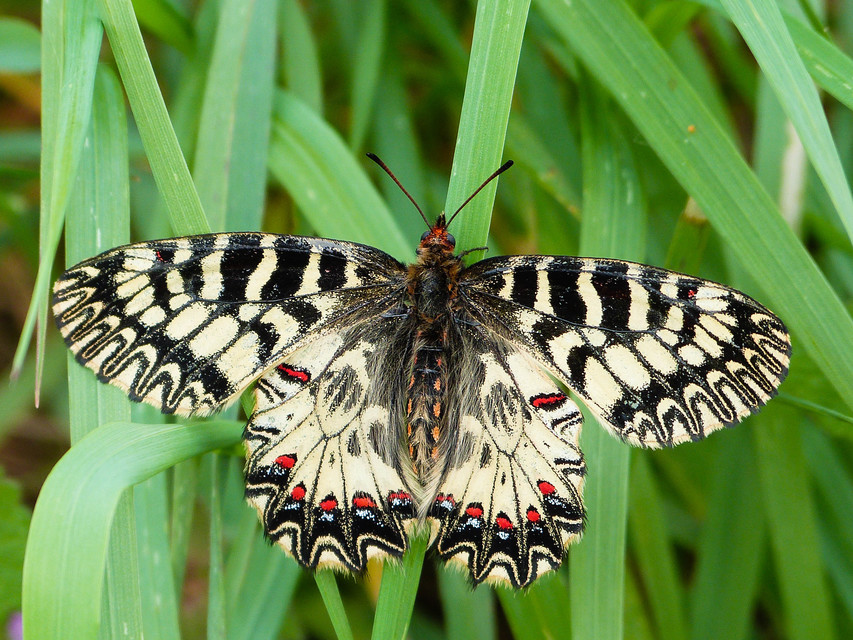 Zerynthia polyxena - farkasalmalepke