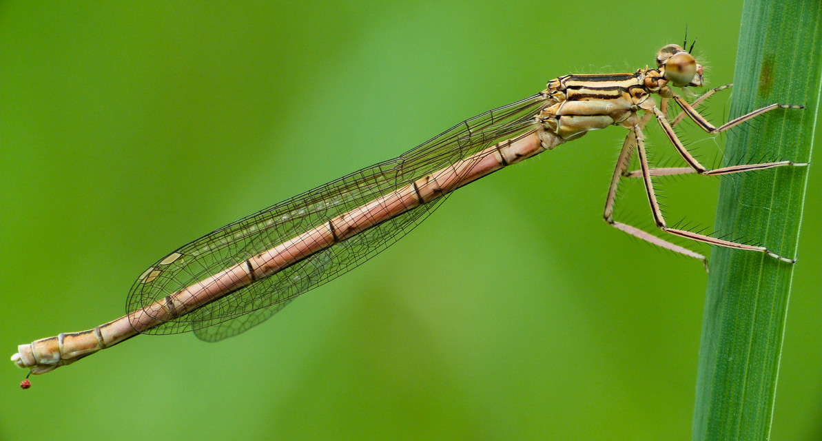 Platycnemis pennipes - széleslábú szitakötő